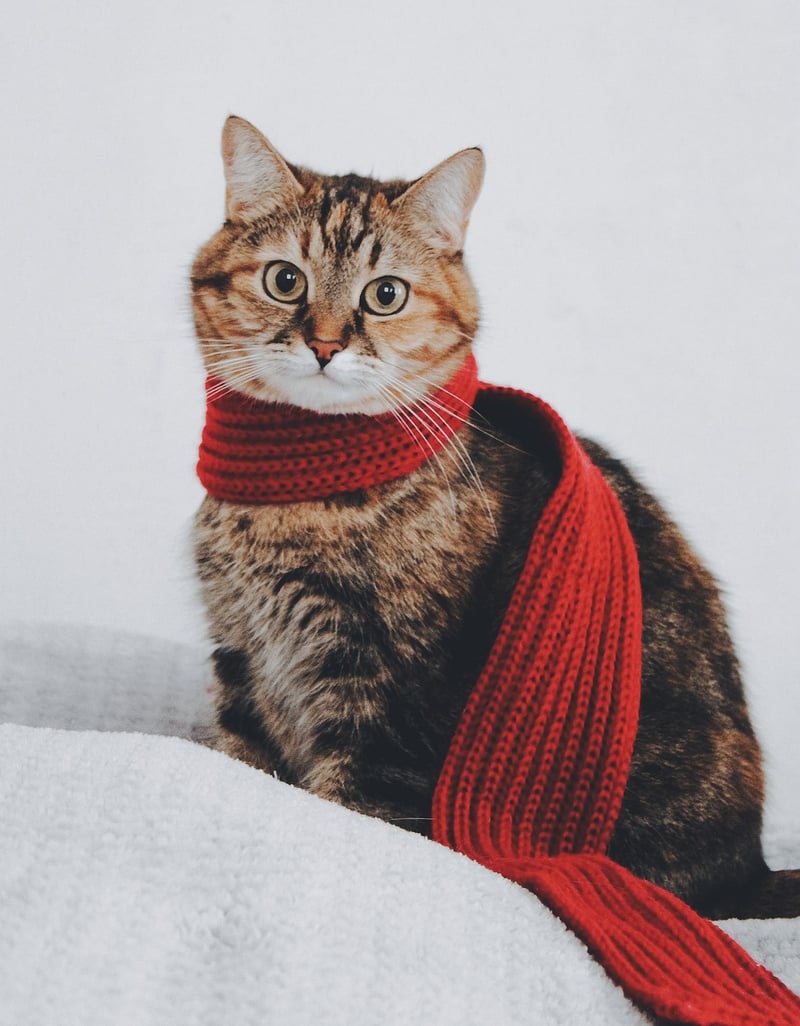 Scarf Transformation